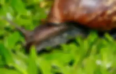 Ini Beda Serangan Siput dan Ulat pada Tanaman, Tips Mengatasinya