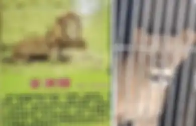 Sesumbar Bakal Datangkan Singa dari Belantara Afrika, Kebun Binatang di Tiongkok Ini Malah Pamerkan Hewan Gimbal yang Mirip Singa Ini, Seolah Membodohi Pengunjungnya Sendiri