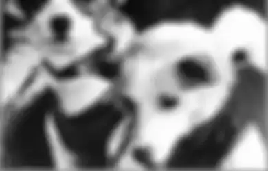Belka dan Strelka, Sepasang Anjing Pertama yang Selamat dari Misi Luar Angkasa Uni Soviet, Berkat Mereka Soviet Makin Percaya Diri Kirim Orang Pertama Meluncur ke Luar Angkasa