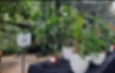 Ingin Ikut Kontes Tanaman Hias? Cek Kriteria Penilaiannya Yuk!