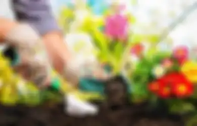 Penyebab Bunga di Kebun Tak Kunjung Mekar, Pupuk Kandang Bagus Asal...