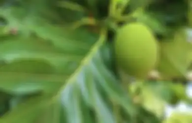 Kerap Diabaikan, Buah yang Sering Tumbuh di Pinggir Jalan Ini Ternyata Ampuh Sembuhkan Berbagai Penyakit Mematikan, Mulai dari Asam Urat sampai Diabetes