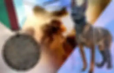 Kisah Kuno, Anjing Pekerja Militer Inggris, Tanpa Takut Pertaruhkan Nyawa Lawan Pemberontak Afganistan Hingga Harus Kehilangan Kaki, Dianugerahi Kehormatan Tertinggi untuk Hewan Pelayan