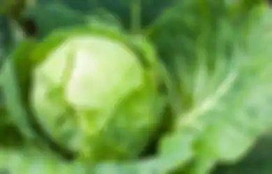 Bisa Bikin Nyawa Seisi Rumah Melayang! Masak Kubis dengan Cara Ini Gerogoti Kesehatan Tubuh, Jangan Ulangi Jika Tak Ingin Mati Muda