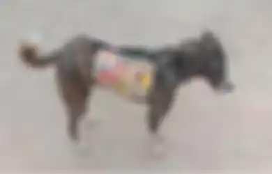 Politikus India Manfaatin Anjing Liar buar Kampanye: Kami Nggak Melanggar Peraturan