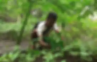 Dulu Liar Hingga Sekarang Banyak Dicari untuk Turunkan Berat Badan, Tanaman Porang Jadi Ladang Uang Buat Warga Madiun, Sempat Ditawar Rp 825 Juta!