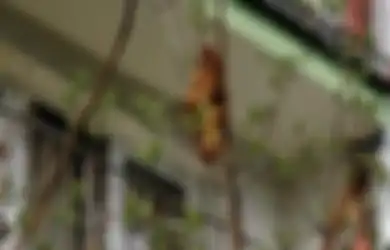 Dikira Makhluk Aneh, Croissant Ini Bikin Warga Polandia Ketakutan