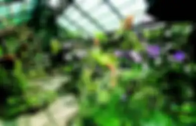 Tips Membeli Tanaman Anggrek bagi Pemula, Harga dan Tempat Belanja