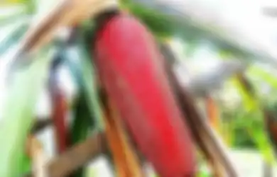 Kisah si Emas Merah yang Sempat Cetak Uang Merah dan Naiknya Ekonomi di Tanah Papua, Selalu Tersedia Setiap Kali Upacara Bakar Batu Diadakan
