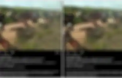 Saksikan Temannya Diseret Buaya ke Dalam Sungai, Pria Asal Banyuasin Ini Secepat Kilat Tebaskan Parang, Tapi Ini yang Terjadi 