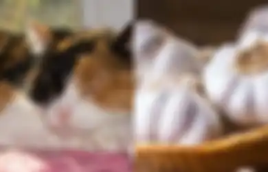 Kucing Tiga Warna; Makanan Berikut Ini Bisa Jadi Racun bagi Calico