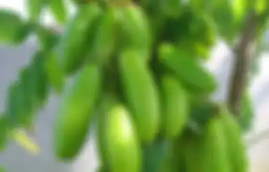 Banyak Orang Tidak Sadar, Buah Mungil yang Sering Diremehkan Ini Ternyata Punya Manfaat Luar Biasa untuk Kesehatan, Penyakit Sejuta Umat Ini Bisa Dibabat Habis