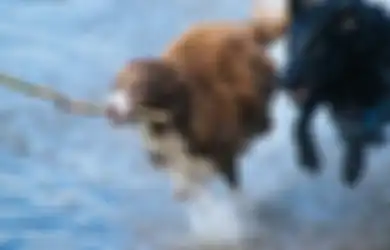 Bule Ini Tak Makan dan Minum 6 Hari Gegara Dikejar Anjing, Warga Justru Takut saat Dimintai Tolong, Terkuak Penyebabnya