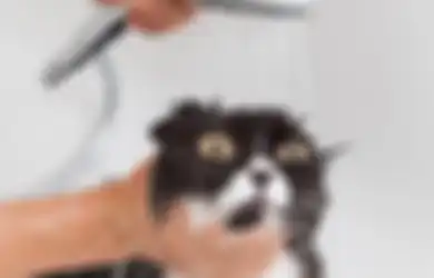 Tidak Perlu Bersusah-susah Ajak Kucing Mandi, Ini Rupanya yang Bikin Kucing Benci Air, Ajari Sejak Kecil Agar Terbiasa!