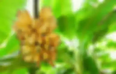 Selama Ini Kita Menyebut Pisang adalah Buah, Ternyata Sayur pun Bukan, Ini Jawabannya...