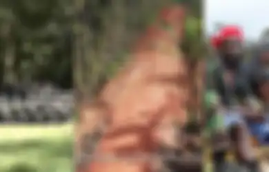 Tertutup Rapat 'Desing Peluru' Konflik TNI Vs KKB, Siapa Sangka Tanah Papua Tengah Memanas oleh Nafsu Makelar Malaysia yang Bernafsu Babat Habis Belantara Bumi Cenderawasih