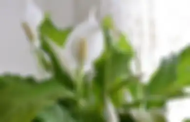 5 Pilihan Tanaman Hias Ini Bikin Ruang Tamu Makin Cantik Saat Lebaran!