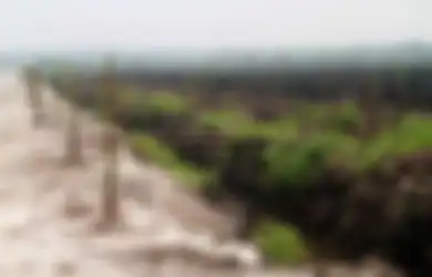 Lahan Gambut Berpotensi Turunkan Emisi Karbon, Kurangi Dampak Pemanasan Global bagi Lingkungan