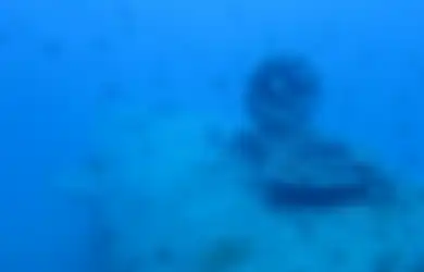 Tak Hanya Harta Karun yang Ditemukan di Bangkai Kapal Bawah Laut, Nyatanya Makhluk Mikro Ini Telah Tumbuh Terlebih Dahulu Demi Kita Bisa Lihat Sesuatu yang Lebih Indah