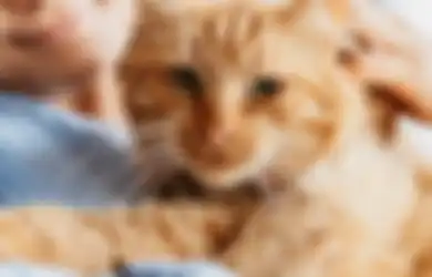 Padahal Kelihatan Lucu, Kucing dengan 3 Warna Bulu Ini Konon Pembawa Sial, Pemiliknya Bisa Gampang Sakit Menurut Primbon Jawa 