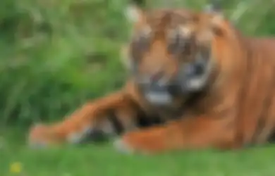 Tak Bisa Berkutik Saat Lehernya Diterkam, Seorang Pendulang Emas di Merangin Tewas Digigit Harimau, Terungkap Korban Sedang Lakukan Hal Ini Sebelum Kejadian Nahas