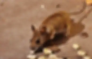 Nyesel Baru Tahu Sekarang, Ternyata Begini Cara Ampuh Usir Tikus di Rumahmu