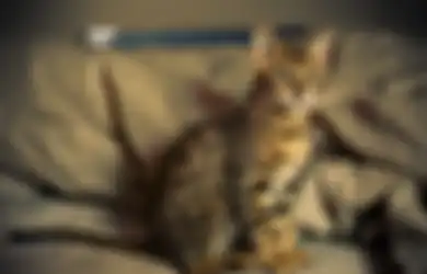 Kalo Kucing Kalian Nggak Mau Makan? Ketahui 7 Hal yang Jadi Penyebabnya