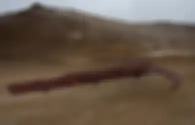Inilah 8 Mesin Perang Abad Pertengahan yang ‘Aneh’, Termasuk Senjata Pemusnah Massal Pertama di Dunia, Salah Satu Desainnya Muncul Kembali Berabad-abad Kemudian