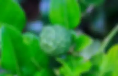 Ibu-ibu Wajib Tahu, Daun Jeruk Akan Awet dan Tidak Gampang Kering Saat Disimpan Hanya dengan Ikuti 2 Cara Mudah Ini, Dijamin Anti Gagal!