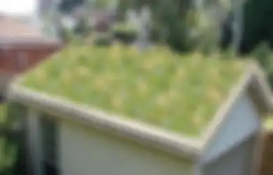 Manfaat Green Roof dalam Konsep Rumah Tropis dan Tips Penerapannya