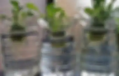 Jangan Takut Gagal, Berkebun Hidroponik 95% Berhasil Panen, Asal…