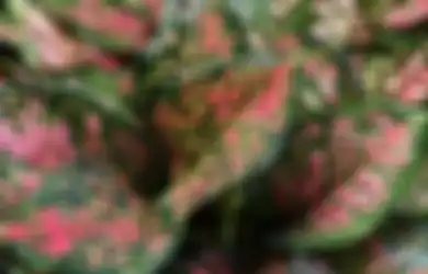 Simsalabim Bukan Sulap Bukan Sihir, Bawang Merah Ternyata Bisa Jadi Pupuk Buat Aglonema, Coba Sekarang Biar Tanaman Hias di Rumah Tumbuh Subur!