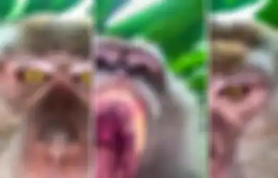 Foto Monyet Selfie ‘Ditemukan’ dalam Ponsel Hilang Milik Pria Malaysia