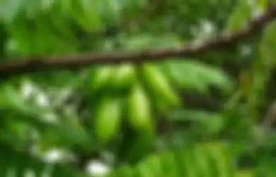 Nyesel Baru Tahu, Rutin Minum Air Rebusan Daun Belimbing Wuluh Ternyata Kunci Tubuh Sehat dan Panjang Umur, Jauh-jauh dari Penyakit Mematikan Ini