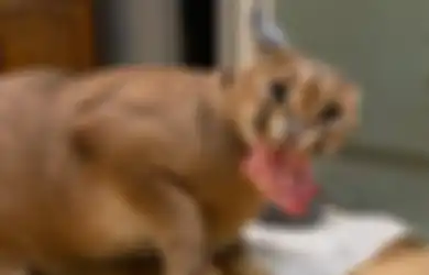 Foto Unik Kucing Caracal yang Dibanderol Rp 150 Juta, Ini Faktanya