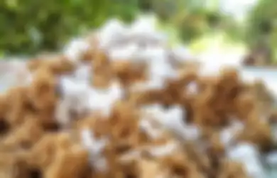 Dari Tiwul hingga Nasi Jagung, Inilah Makanan Tradisional Sarat Makna, Ternyata Jadi Saksi Perjuangan Kemerdekaan