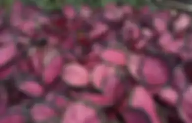 Fotonya Jadi Cantik, Air Cucian Bekas Bahan Dapur Ini Bikin Aglonema Rimbun dan Sehat