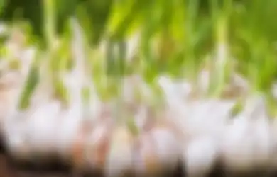 Wow! Ramuan Bahan dari Dapur Ini Obati Infeksi karena Diabetes Melebilihi Efektifnya Antibiotik Modern