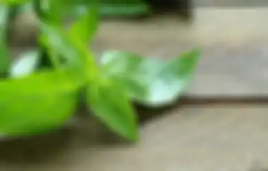 5 Manfaat Daun Kemangi Buat Kulit Wajah Bikin Mulus Bebas Jerawat