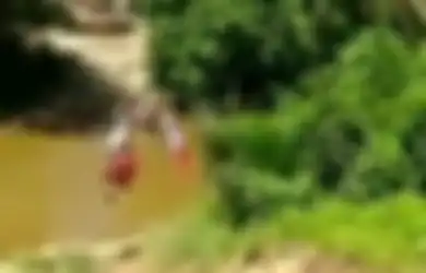 Nestapa di Balik Video Viral 3 Bocah SD Gelantungan Seberangi Sungai, Kades Beberkan Kondisi Siswa Kalau Mau Berangkat Sekolah, Ternyata Harus Lewati Kebun Sawit!