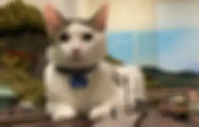 Inilah 6 Ras Kucing yang Punya Usia Terpanjang, Bisa sampai 20 Tahun!
