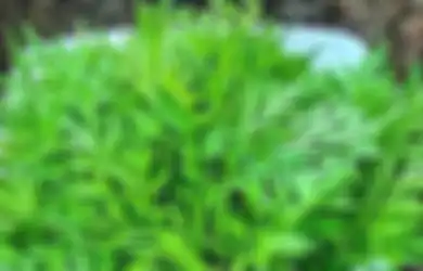 Harus Tahu, Inilah Manfaat dan Kandungan Daun Kenikir Bagi Kesehatan