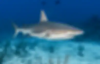 Mengerikan, Hiu Putih Besar Ala Film 'Jaws' Menyerang Manusia, Pantai California Ditutup