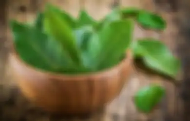 Tips Hidup Sehat Modalkan Daun Salam, Mampu Sembuhkan Batu Ginjal hingga Turunkan Berat Badan, Ini Caranya!