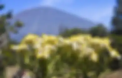 Kenapa Bunga Eidelweis Dilarang Dipetik? Ternyata Ini Fakta Uniknya