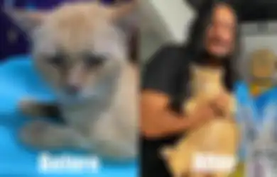 Kisah Omon, Kucing Oren Sekarat yang Diselamatkan Stevi Item 'DeadSquad'