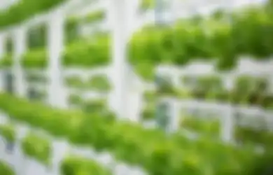 Berkebun Hidroponik bisa Jadi Ladang Bisnis, Ini Cara Memulainya!