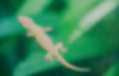 Satu Indonesia Nyesel Baru Tahu, Begini Cara Ampuh Basmi Cicak di Rumah yang Jadi Sumber Penyakit Mengerikan