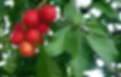 Jurus Ajaib Ini Bisa Atasi Uban di Kepala dalam Sekejap, Intip Fungsi Rambutan yang Bikin Kamu Tercengang