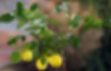 DIY Skincare Boleh, Tapi Hati-hati Pakai Perasan Lemon ke Kulit!
